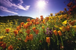 Retirement Communities in Bay Area