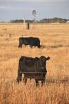 Argentina cows